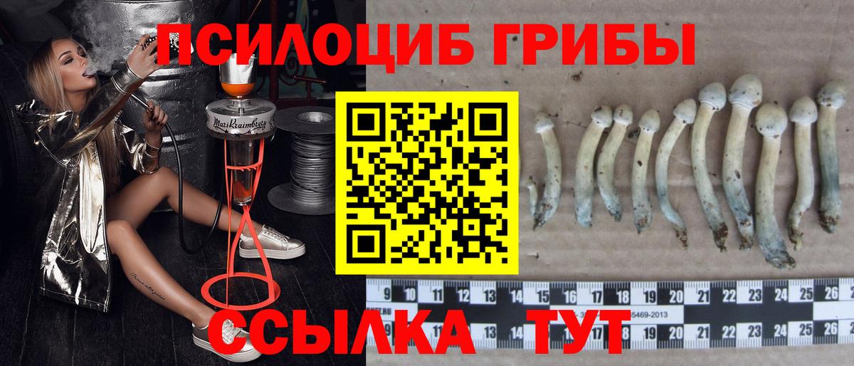 Псилоцибиновые грибы мицелий Добрянка